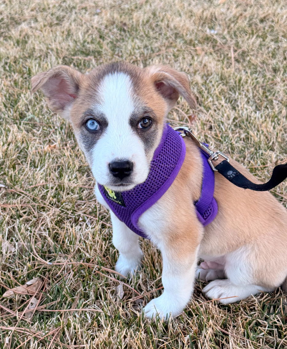Jasper (FTF -Albany County Only), an adoptable Mixed Breed in Laramie, WY, 82073 | Photo Image 2