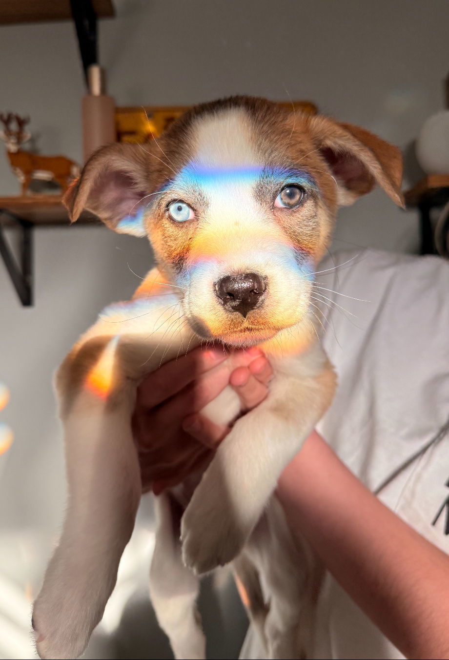 Jasper (FTF -Albany County Only), an adoptable Mixed Breed in Laramie, WY, 82073 | Photo Image 3