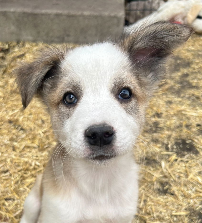 Mica (FTF - Albany County Only), an adoptable Mixed Breed in Laramie, WY, 82073 | Photo Image 1