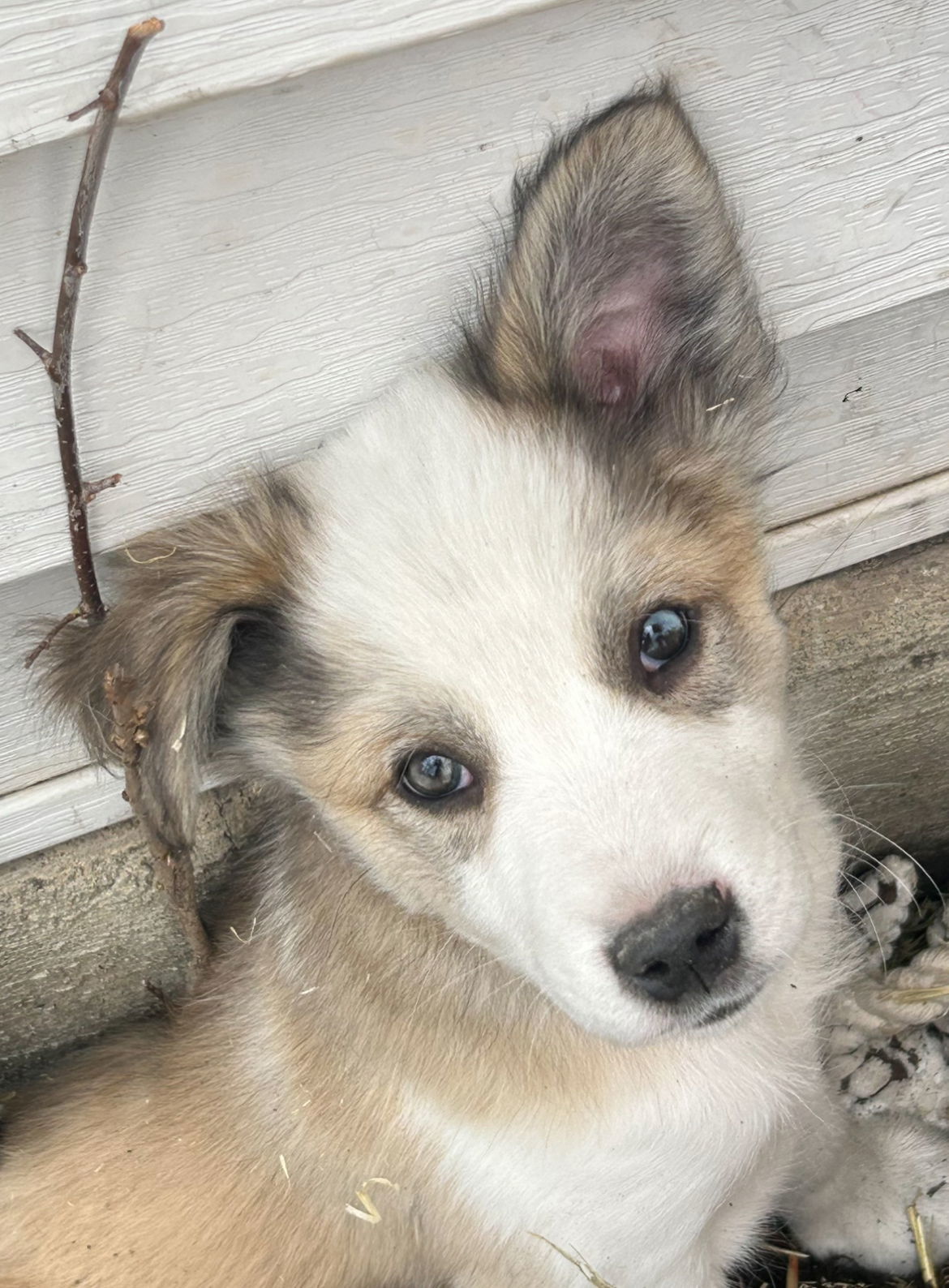 Mica (FTF - Albany County Only), an adoptable Mixed Breed in Laramie, WY, 82073 | Photo Image 2