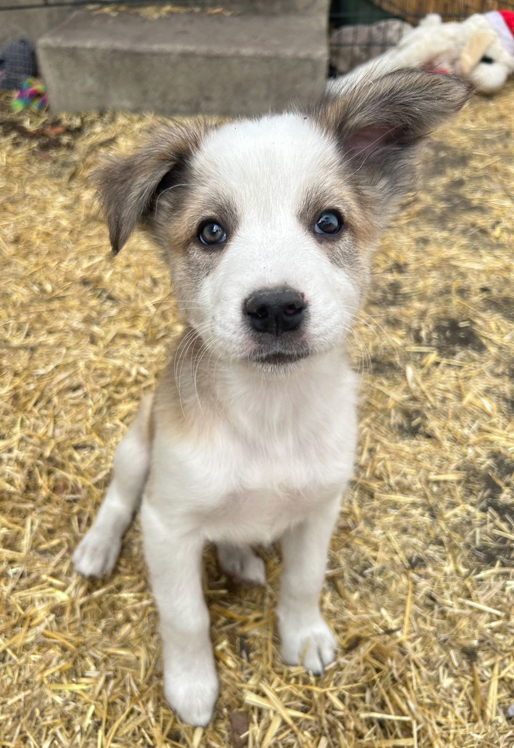 Mica (FTF - Albany County Only), an adoptable Mixed Breed in Laramie, WY, 82073 | Photo Image 3
