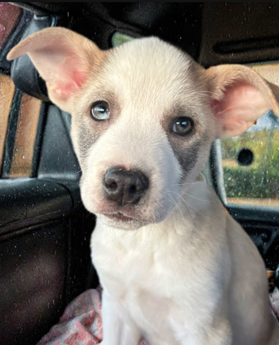 Flint (FTF- Albany County Only), an adoptable Mixed Breed in Laramie, WY, 82073 | Photo Image 1