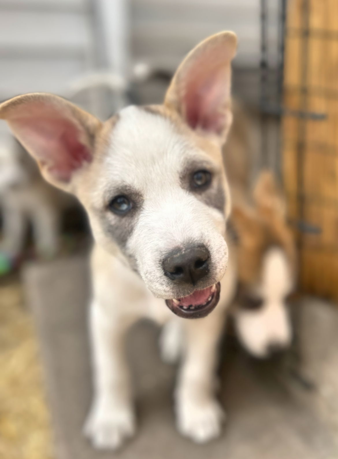 Flint (FTF- Albany County Only), an adoptable Mixed Breed in Laramie, WY, 82073 | Photo Image 3