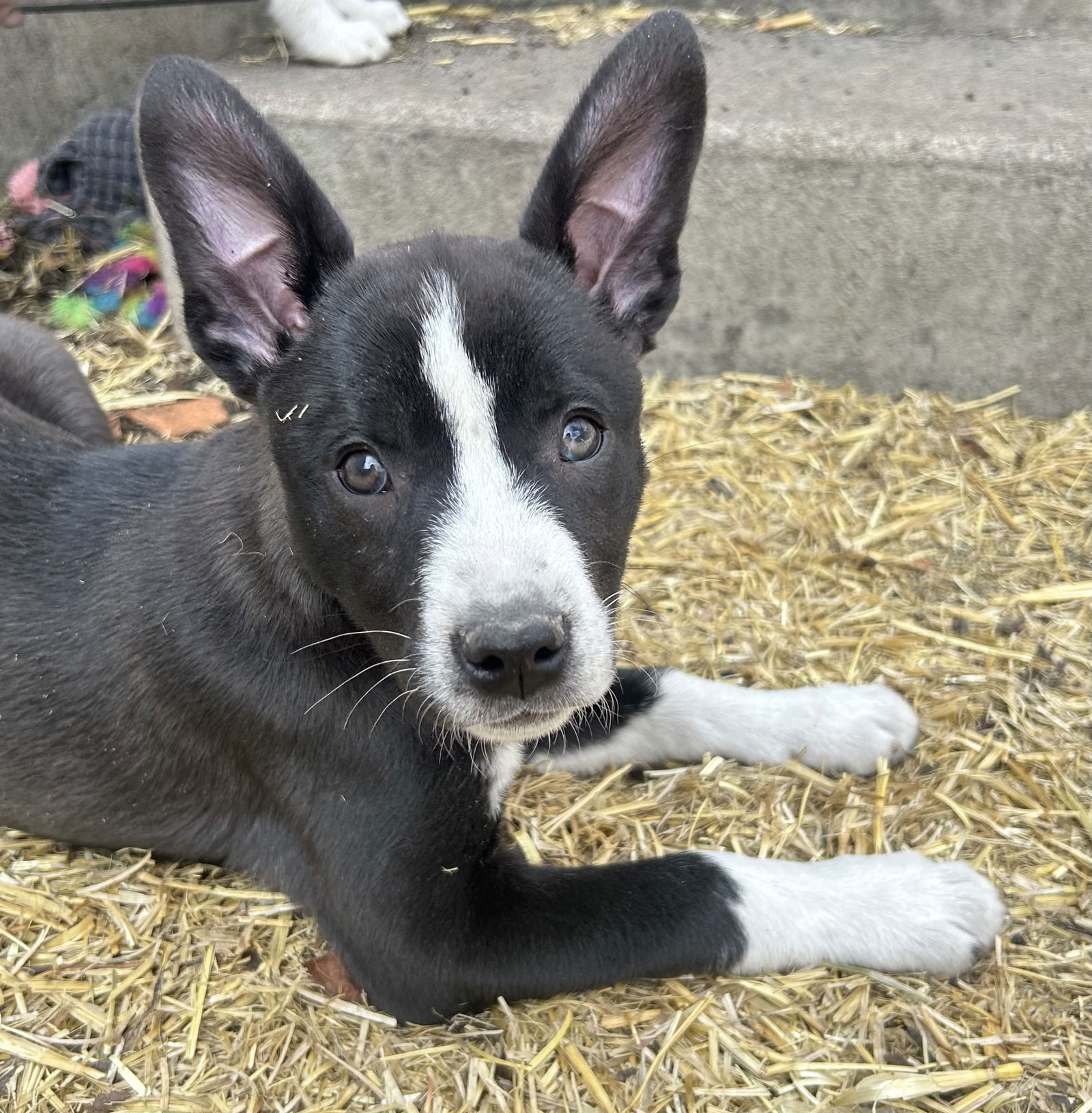 Jade (FTF- Albany County Only), an adoptable Mixed Breed in Laramie, WY, 82073 | Photo Image 1