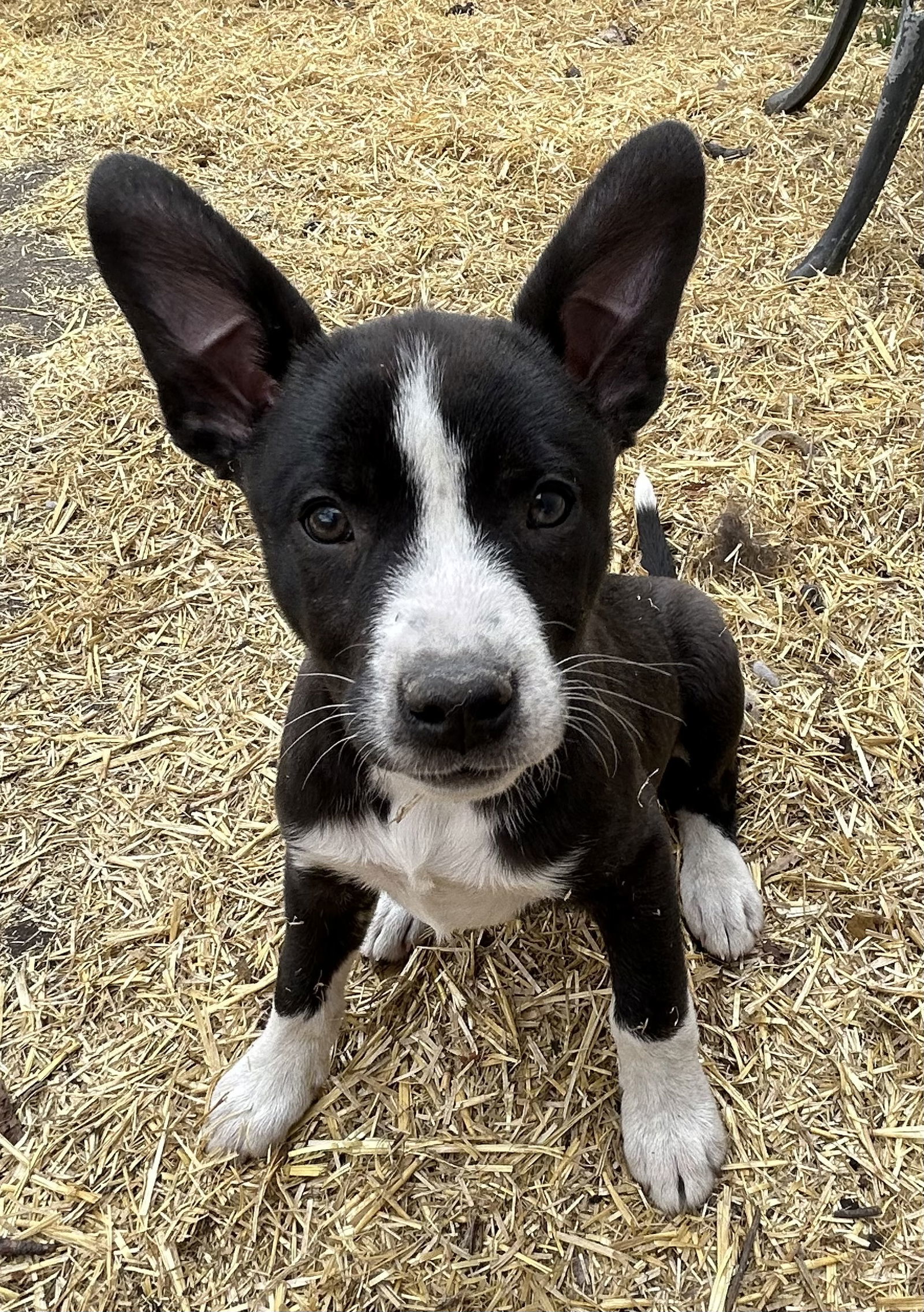 Jade (FTF- Albany County Only), an adoptable Mixed Breed in Laramie, WY, 82073 | Photo Image 2