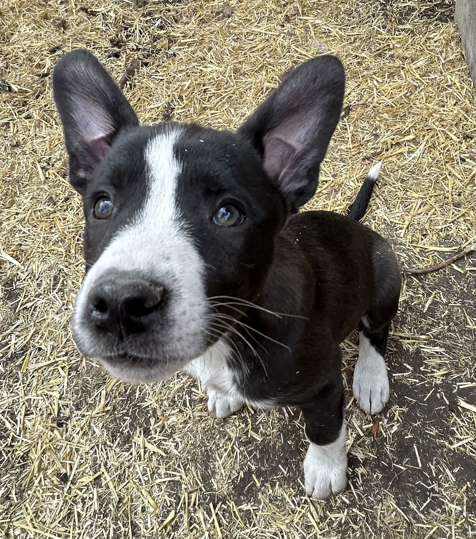 Jade (FTF- Albany County Only), an adoptable Mixed Breed in Laramie, WY, 82073 | Photo Image 3