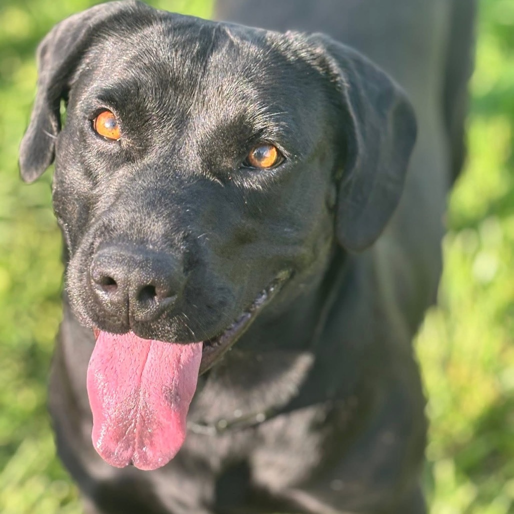 Harlow