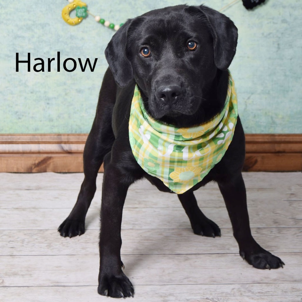 Harlow