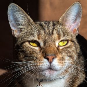 Lucy was rescued off the street with her two kittens Now that her babies found their forever home i