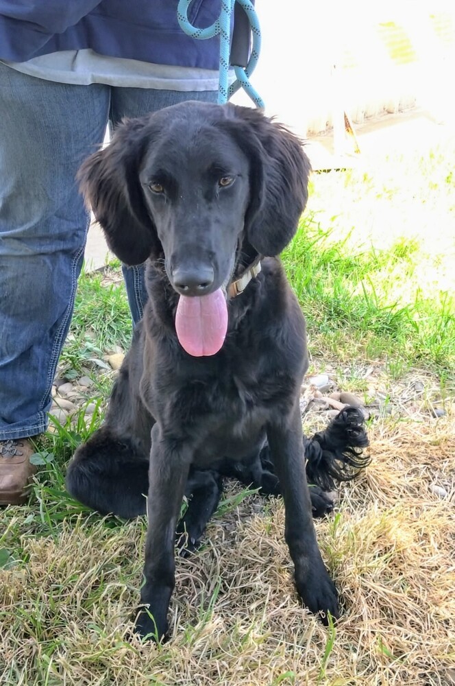 Stella, an adoptable Goldendoodle, Mixed Breed in Evergreen, CO, 80439 | Photo Image 3