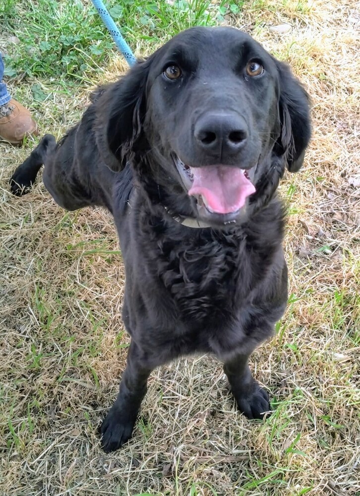Stella, an adoptable Goldendoodle, Mixed Breed in Evergreen, CO, 80439 | Photo Image 4