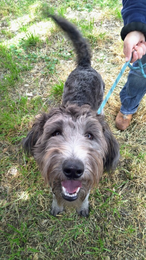 Ruby, an adoptable Goldendoodle, Mixed Breed in Evergreen, CO, 80439 | Photo Image 1