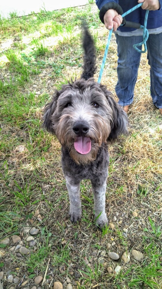 Ruby, an adoptable Goldendoodle, Mixed Breed in Evergreen, CO, 80439 | Photo Image 2
