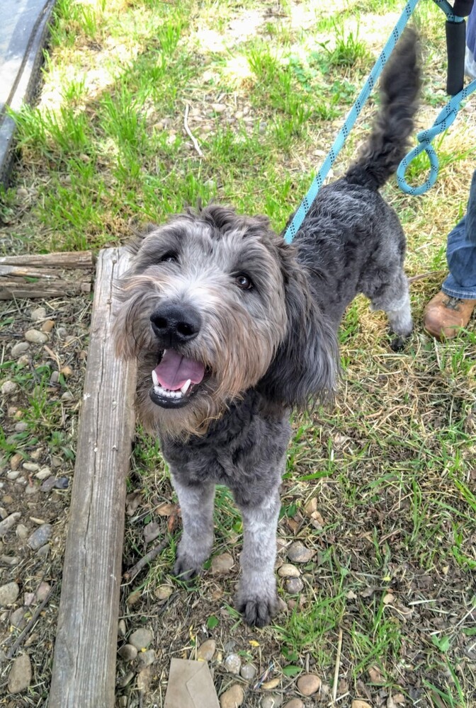 Ruby, an adoptable Goldendoodle, Mixed Breed in Evergreen, CO, 80439 | Photo Image 3