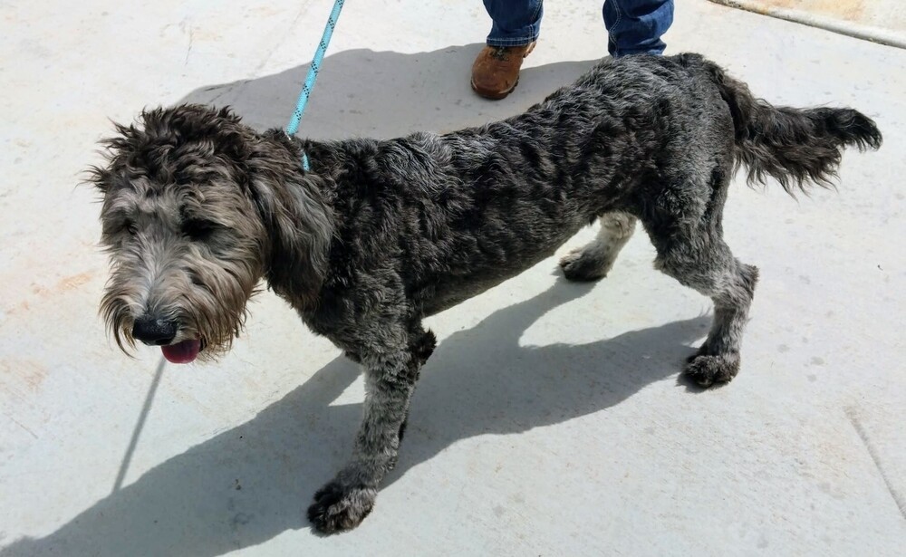 Ruby, an adoptable Goldendoodle, Mixed Breed in Evergreen, CO, 80439 | Photo Image 4