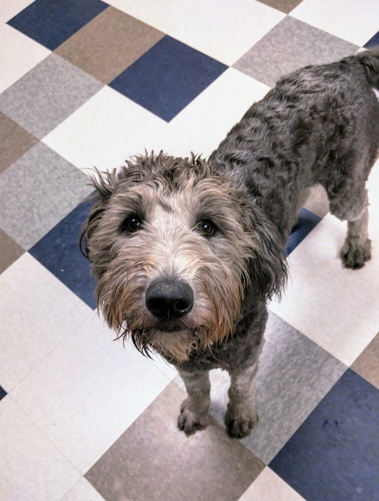 Ruby, an adoptable Goldendoodle, Mixed Breed in Evergreen, CO, 80439 | Photo Image 5