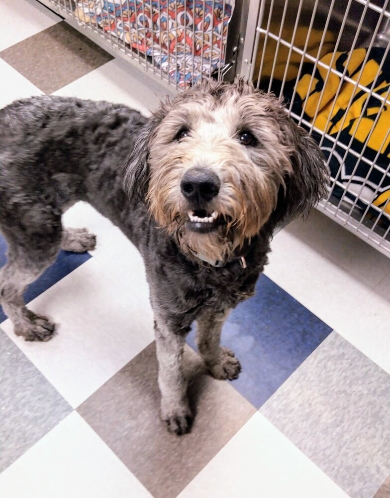 Ruby, an adoptable Goldendoodle, Mixed Breed in Evergreen, CO, 80439 | Photo Image 6
