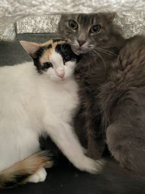 Kahlua, Adult Female Domestic Long Hair