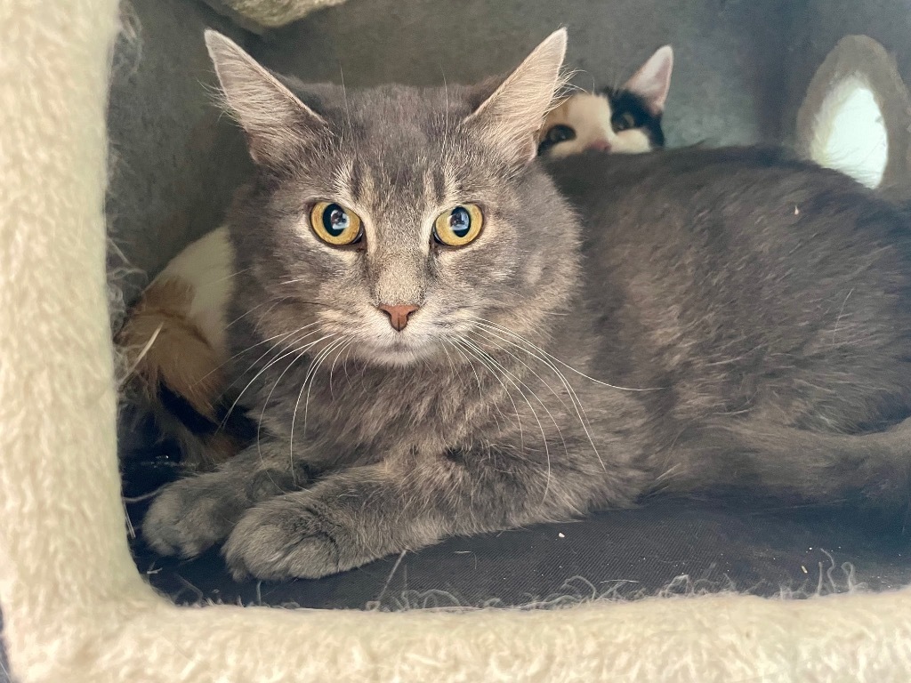 Kahlua