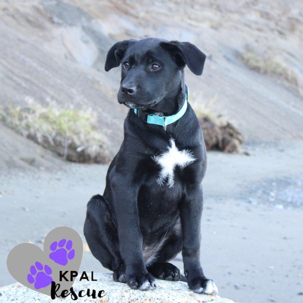 Sandy - Grease Litter, an adoptable Labrador Retriever, Pit Bull Terrier in Kenai, AK, 99611 | Photo Image 1