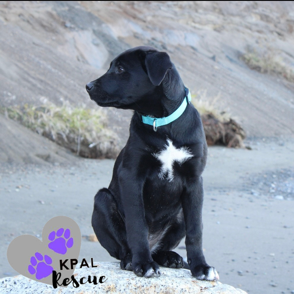 Sandy - Grease Litter, an adoptable Labrador Retriever, Pit Bull Terrier in Kenai, AK, 99611 | Photo Image 4