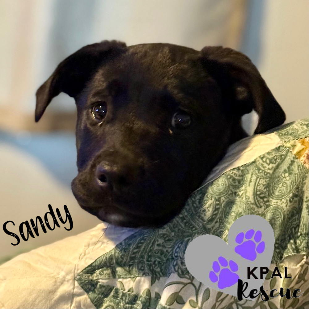 Sandy - Grease Litter, an adoptable Labrador Retriever, Pit Bull Terrier in Kenai, AK, 99611 | Photo Image 5