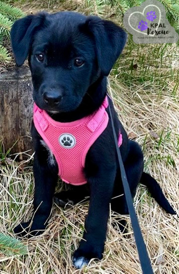 Sandy - Grease Litter, an adoptable Labrador Retriever, Pit Bull Terrier in Kenai, AK, 99611 | Photo Image 6