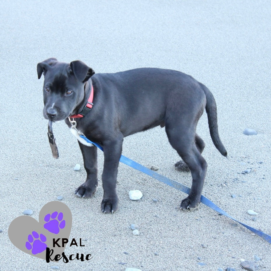 Danny - Grease Litter, an adoptable Labrador Retriever, Pit Bull Terrier in Kenai, AK, 99611 | Photo Image 1