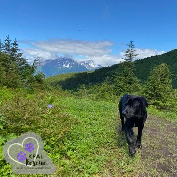 Danny - Grease Litter, an adoptable Labrador Retriever, Pit Bull Terrier in Kenai, AK, 99611 | Photo Image 1