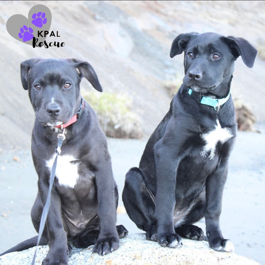 Danny - Grease Litter, an adoptable Labrador Retriever, Pit Bull Terrier in Kenai, AK, 99611 | Photo Image 2