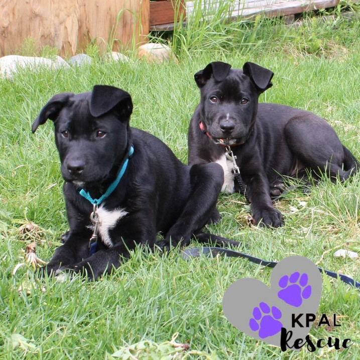 Danny - Grease Litter, an adoptable Labrador Retriever, Pit Bull Terrier in Kenai, AK, 99611 | Photo Image 3