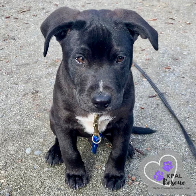 Danny - Grease Litter, an adoptable Labrador Retriever, Pit Bull Terrier in Kenai, AK, 99611 | Photo Image 4