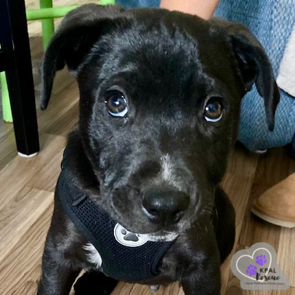Danny - Grease Litter, an adoptable Labrador Retriever, Pit Bull Terrier in Kenai, AK, 99611 | Photo Image 5