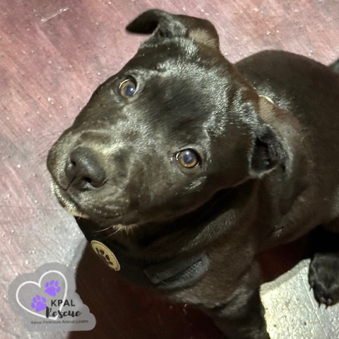 Danny - Grease Litter, an adoptable Labrador Retriever, Pit Bull Terrier in Kenai, AK, 99611 | Photo Image 6