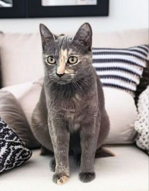 Charlie is a young female short hair dilute tortoiseshell She is very friendly and approximately 6 