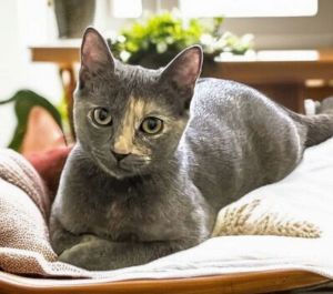 Charlie is a young female short hair dilute tortoiseshell She is very friendly and approximately 6 