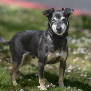 Hennessy is a tender-hearted senior TerrierChihuahua mix with a gentle spirit and soulfulbeyes He