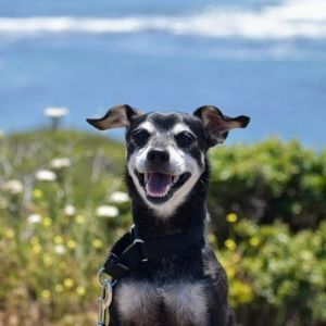 Hennessy is a tender-hearted senior TerrierChihuahua mix with a gentle spirit and soulfulbeyes He