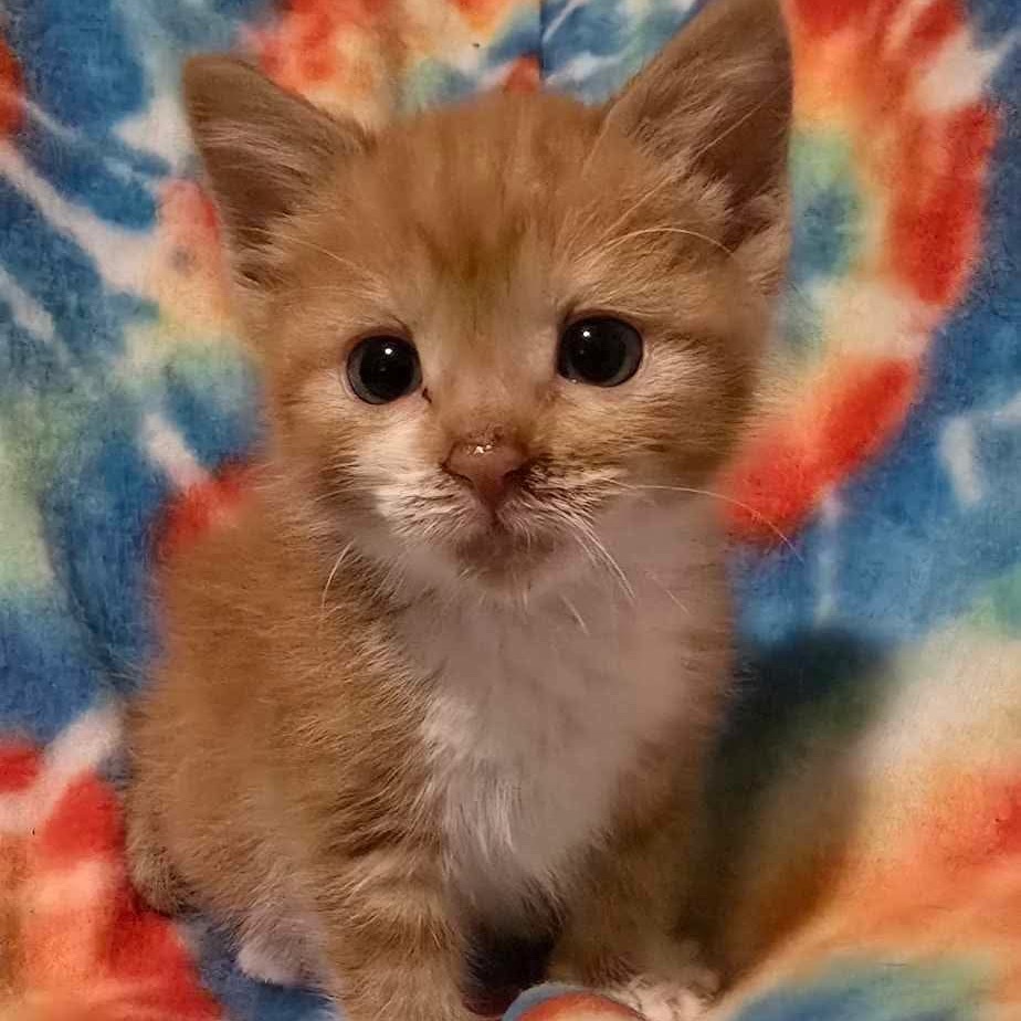 Meli