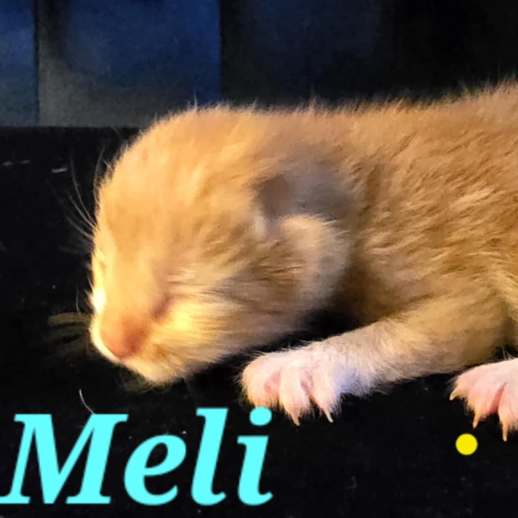 Meli