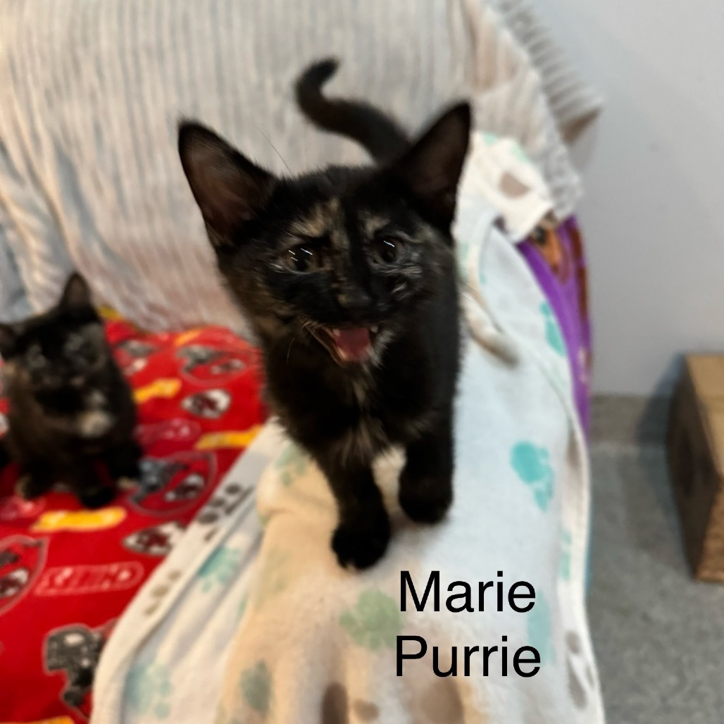 Marie Purrie