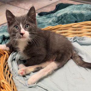 Hi Im Georgie I am super fun and playful I love any toy you give me But something you should