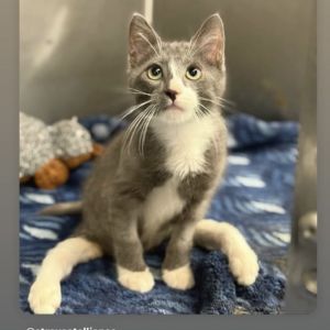 Hi Im Georgie I am super fun and playful I love any toy you give me But some