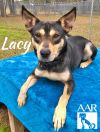 Lacy photo 2