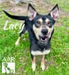 Lacy photo 3