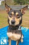 Lacy photo 4