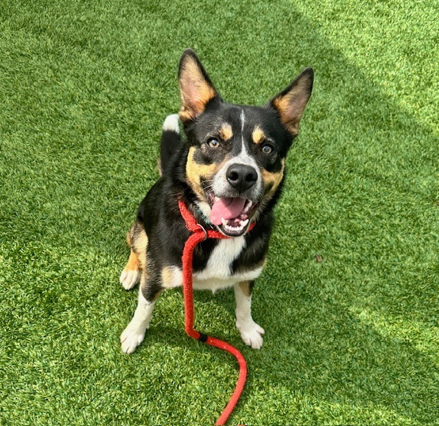 Astro