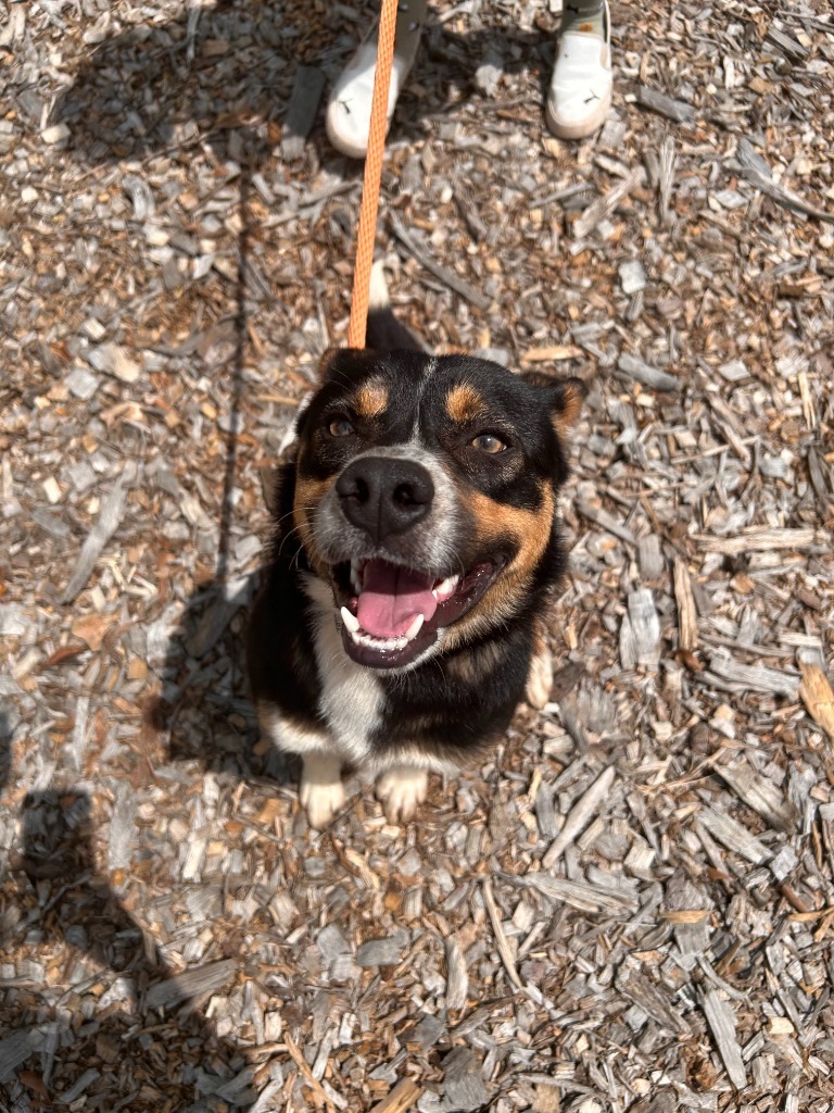 Astro