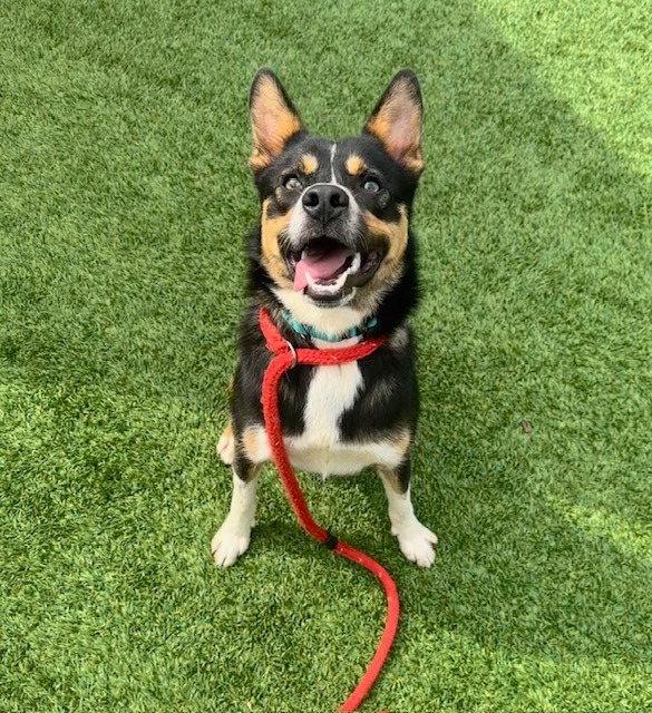 Astro