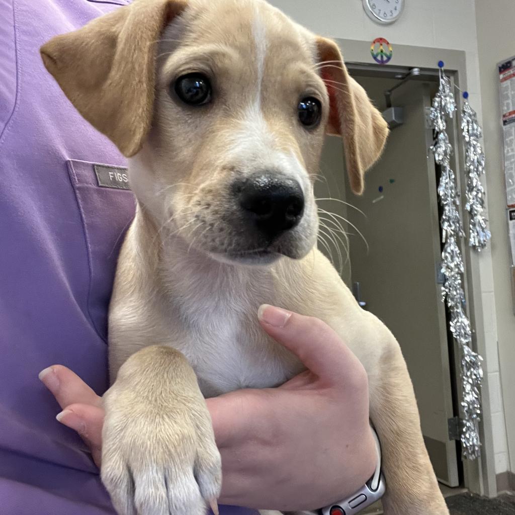 Ellie